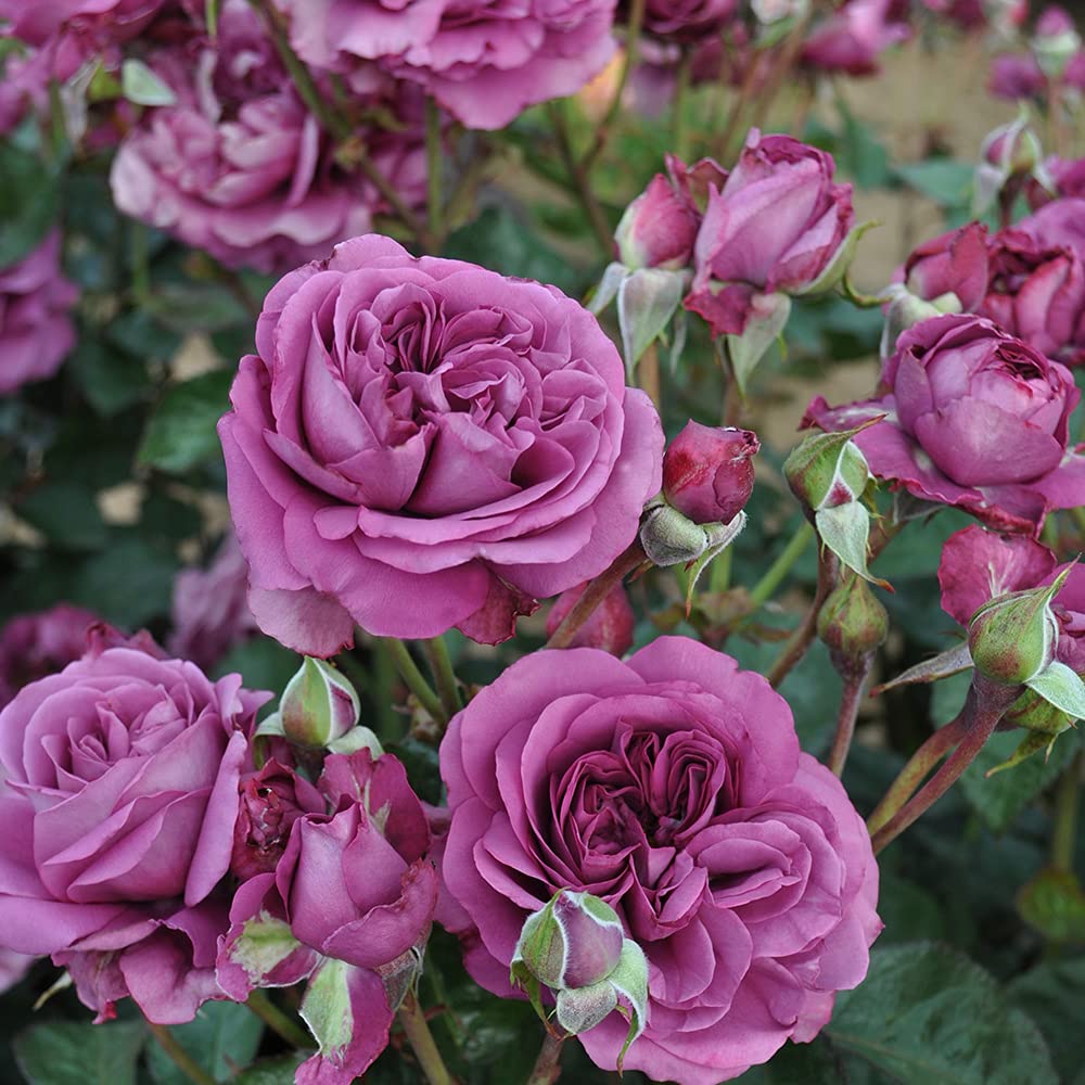 Heirloom Floribunda Roses, Live Own Root Plant for Outdoor Garden, Sunbelt® Plum Perfect, Moderately Fragrant, Hardiness Zones: 5-9, Continual Blooming