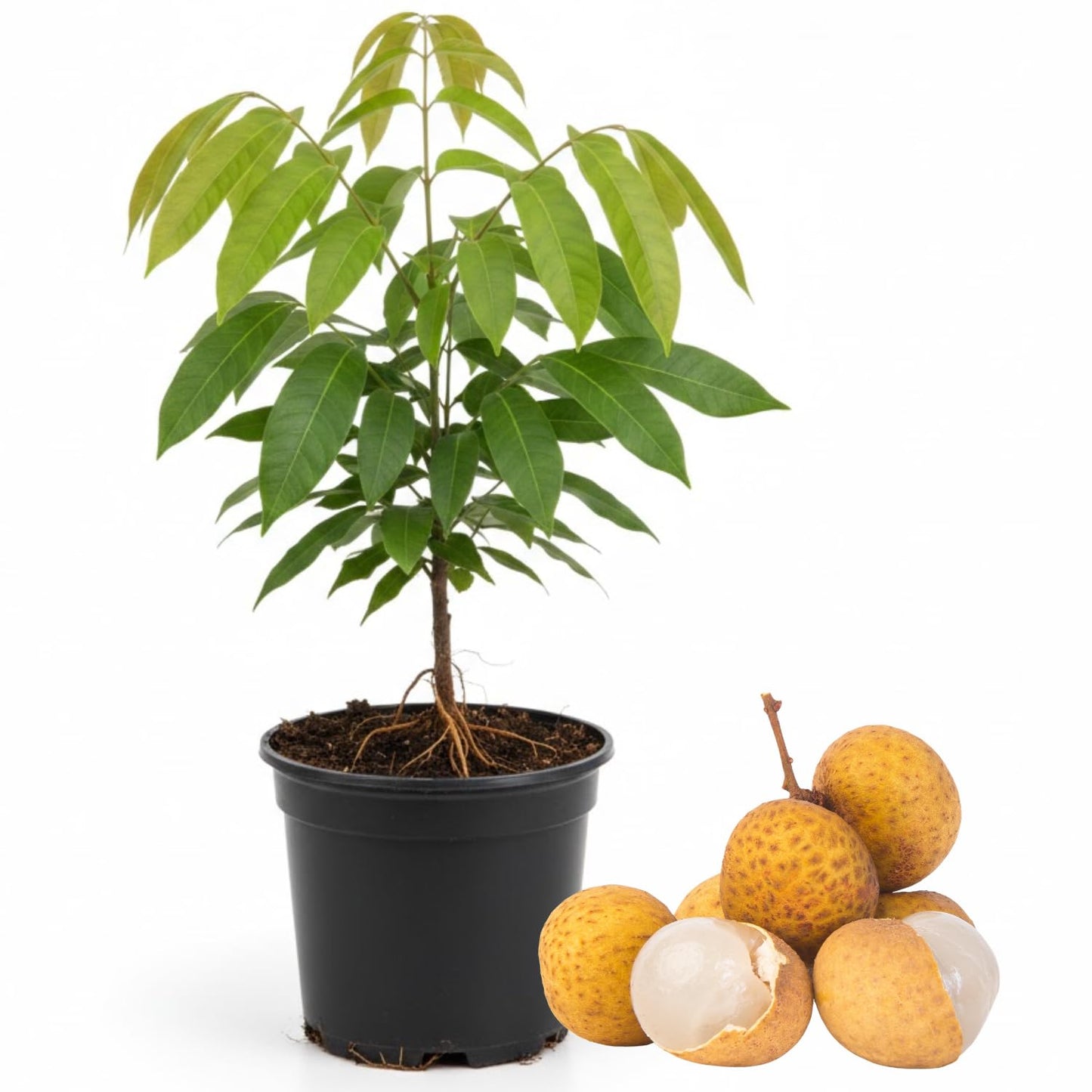 Longan Tree, Live Longan Fruit Plant in 4 Inch Pot, 6-9 Inch Tall Perennial Tropical Fruit Plant for Outdoor Garden