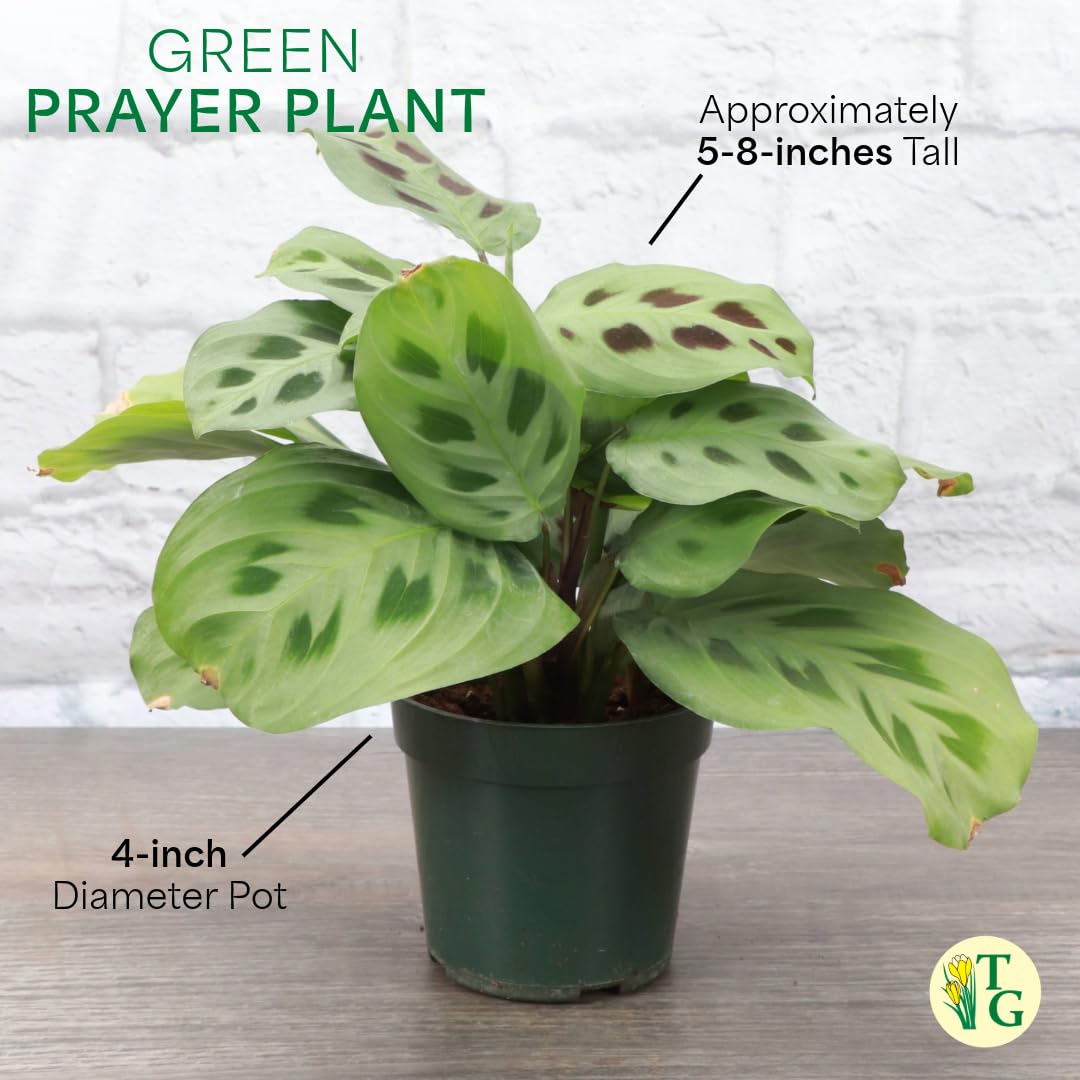 Thorsen's Greenhouse Green Prayer Plant, Live Indoor Plant, Pet Friendly, Uncommon Houseplant, Green Maranta, Easy to Grow, 4" Diameter Pot (Lavender)