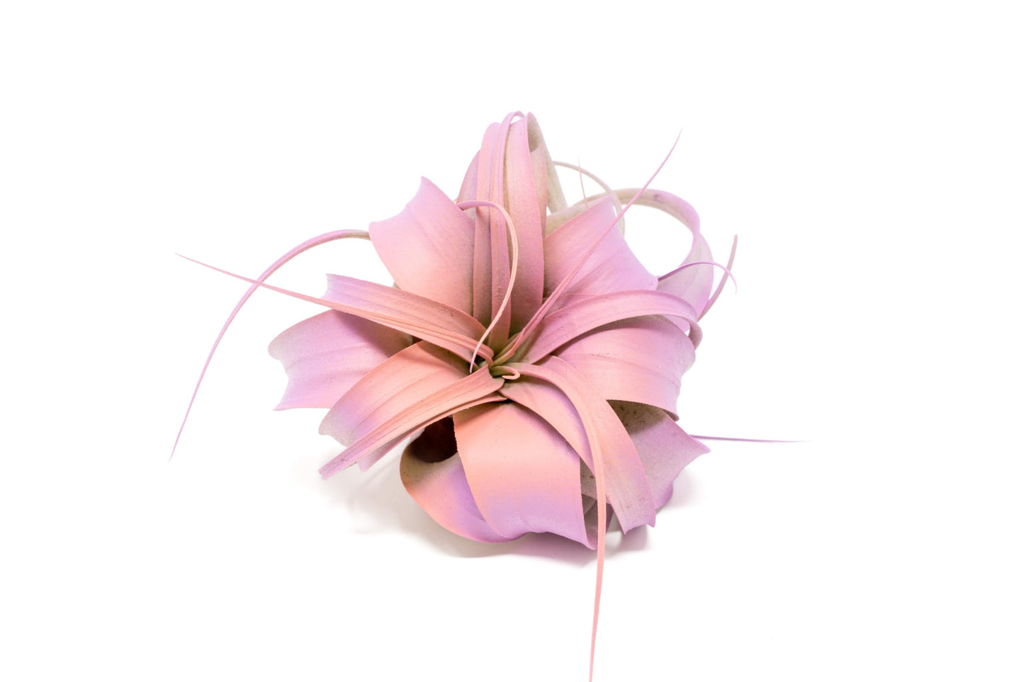 Colorful Mini Tillandsia Xerographica Air Plants in Custom Vibrant Tones - (Hawaiian Sunset, Pack of 3)
