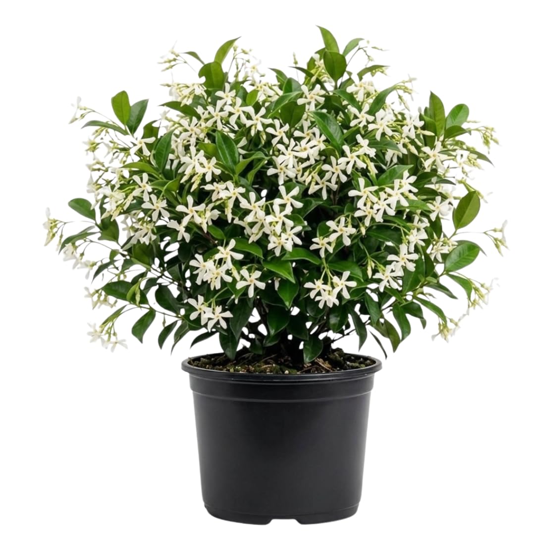 Star Jasmine Plant Live, Fragrant Jasmine Vine, 10 Inches Tall in 3 Inch Pot, Ready for Indoor or Outdoor Growing