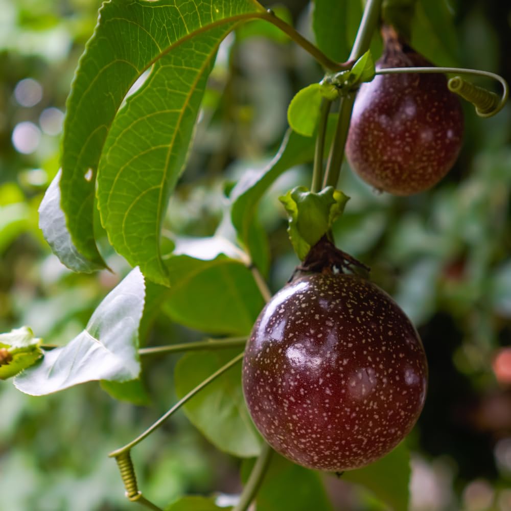 Passion Fruit Plant Live - Red Passiflora Edulis | 4 Inch Tall, Tropical Climbing Vine with Red Blooms for Trellises, Fences & Outdoor Gardens