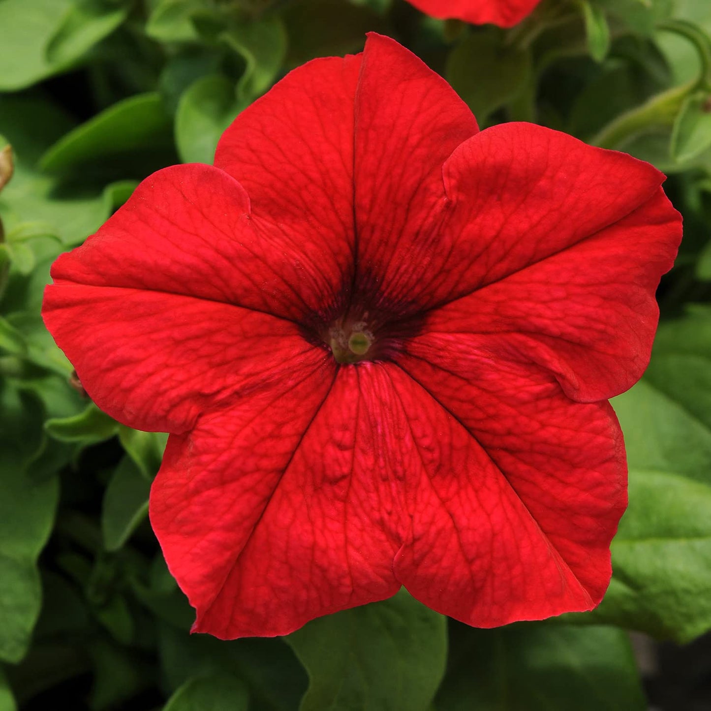 Live Petunia Flowers (4 Pack), Red Flowering Plants for Spring Gardening, Easy Plant Care, Garden Annuals, Red Petunias Multipack, Sun Loving Outdoor Annual