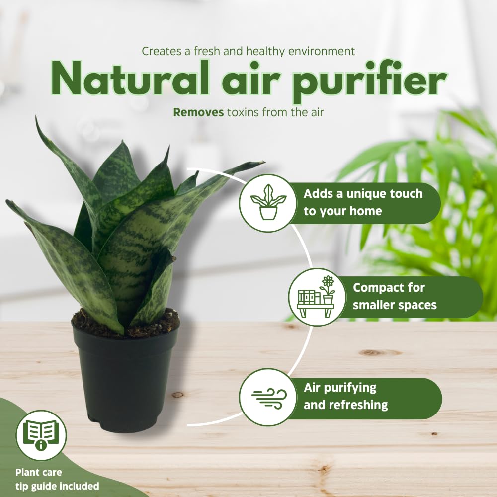 BubbleBlooms Snake Plant Black Robusta in 2 inch Pot, Green Striped Snakeplant, Sansevieria trifasciata