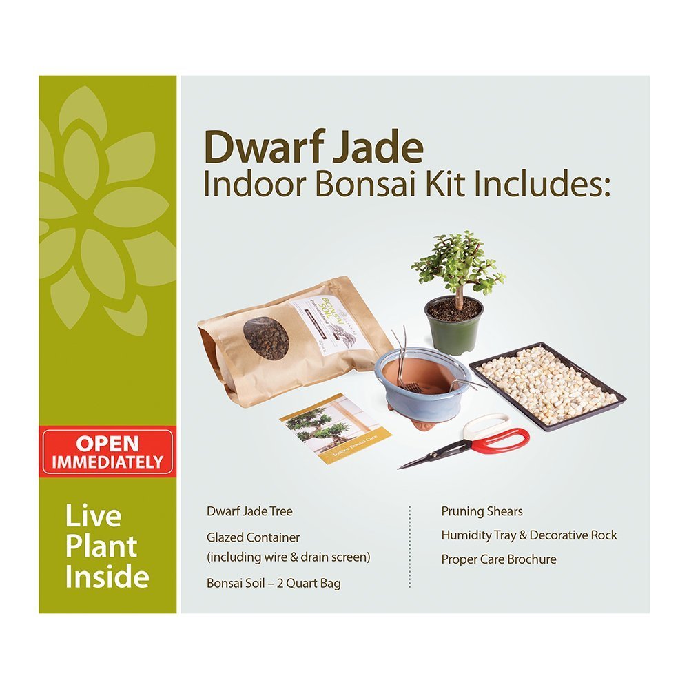 Brussel's Bonsai - Live Dwarf Jade Bonsai Tree Starter Kit with Ceramic Bonsai Pot & Bonsai Soil, Indoor Bonsai Plant Kit, Easy Care Houseplant for Beginners (Green)