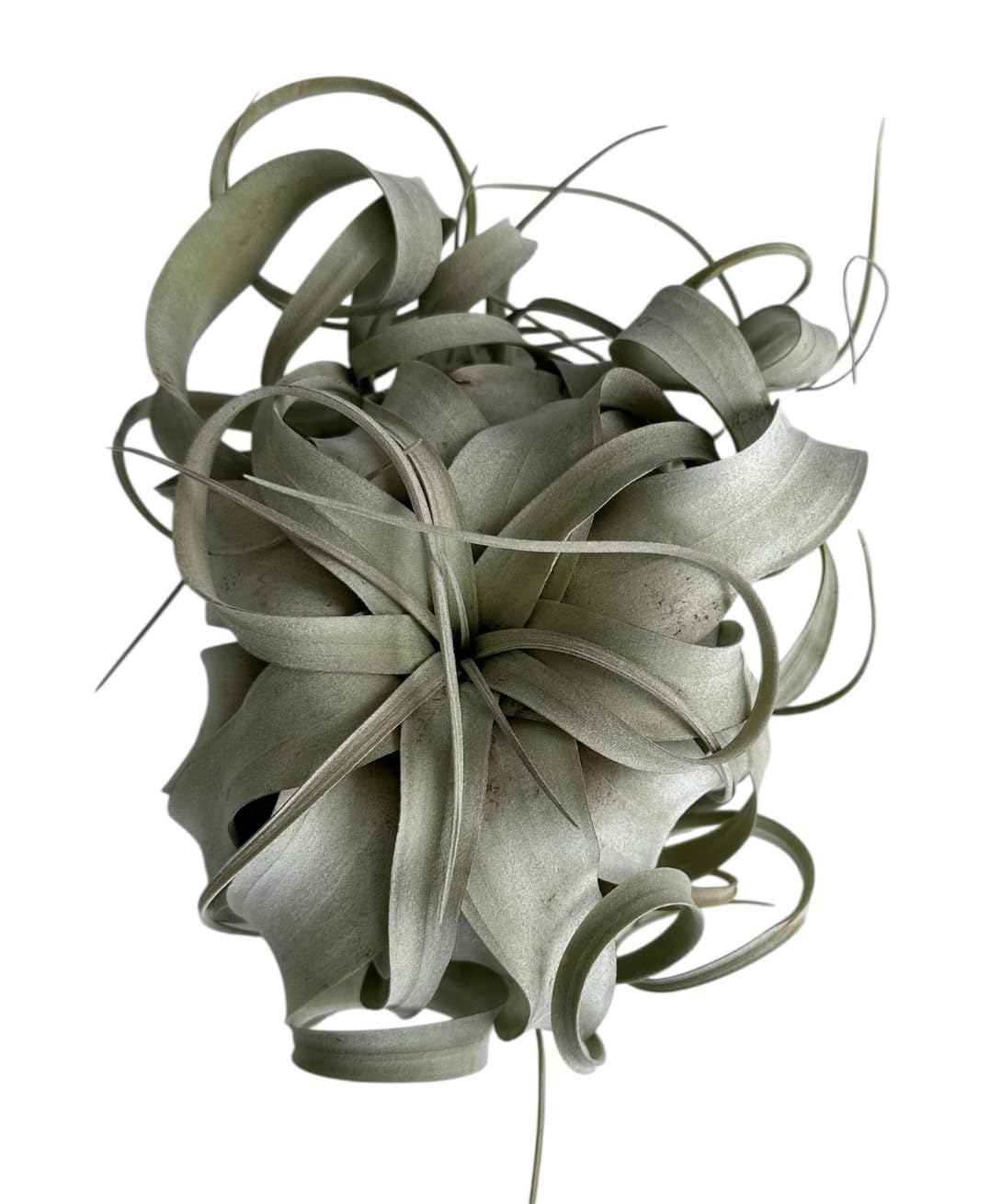 Large Xerographica Air Plants 6 to 7 Inch Wide - Air Plants Live Tillandsia Succulent House Plants Holders - Available in Wholesale/Bulk - Home and Garden Decor - Easy Care Indoor/Outdoor Plants(1 PC)