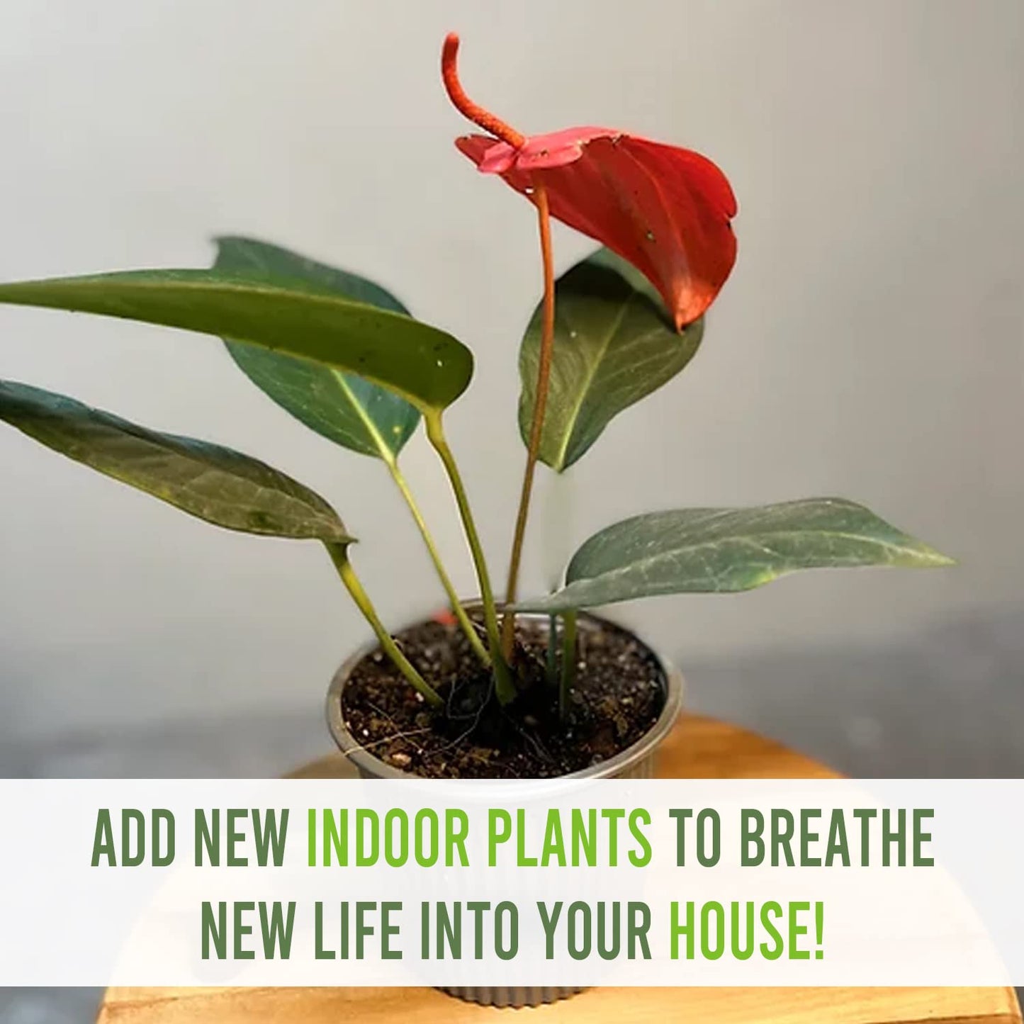 LEAL PLANTS ECUADOR Anthurium Scherzerianum Dark Pink, Exotic Heart-Shaped Live Indoor Houseplant |Perfect Anthurium Plant for Living Room Décor |Long-Lasting Flamingo Flower Tail Plant