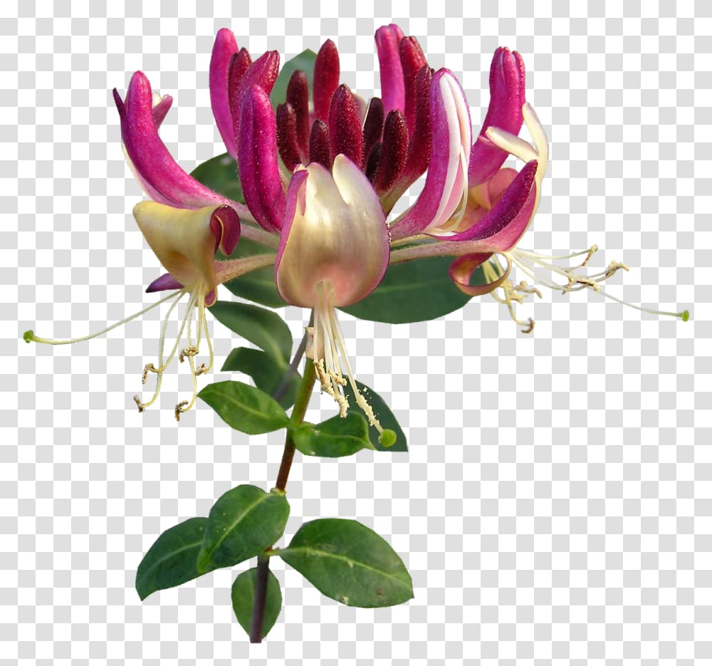 Honeysuckle Live Plant Lonicera Japonica One Starter Plant in 2" Pot | California Grown | Zones: 4–9