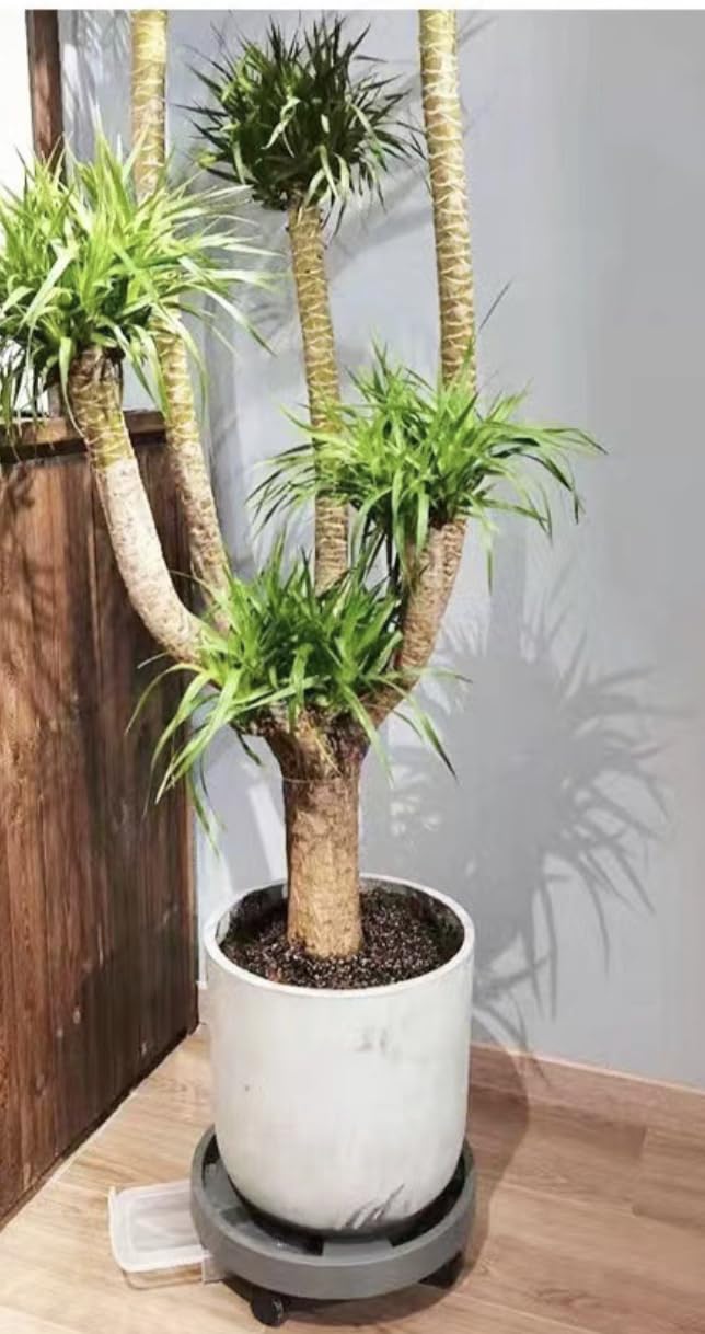 Two Pack 11.2" HuaBoShi Plant Caddy Stand with Wheels Heavy Duty with Built-in Bottom Ventilation and Water Tray Plant Dolly Bear Weight up to 65kg Ash Gray Color Suitable for Indoor and Outdoor