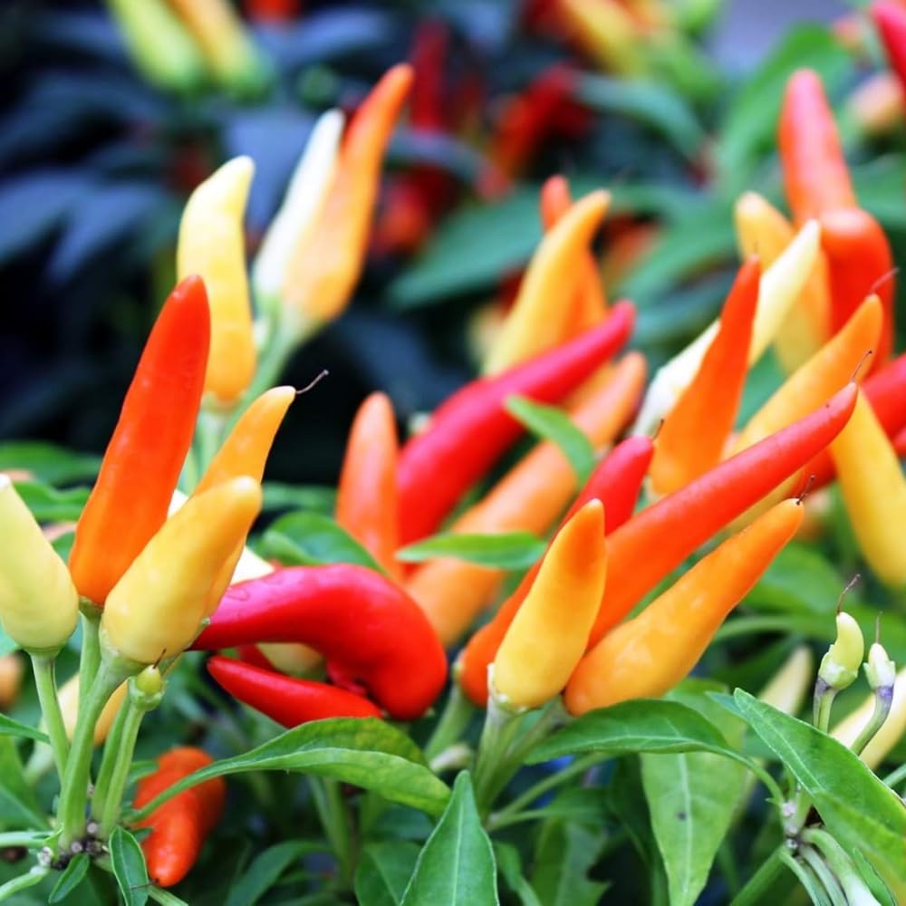 Pepper Plants Live for Planting, in 4" Pot, Hot Chili Pepper for Indoor and Outdoor Growing (Medium Hot Pepper)