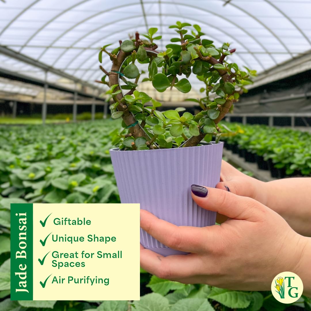 Thorsen's Greenhouse, Heart-Shaped Jade Bonsai Plant, Live Indoor Plant, Gift, Succulent Plant, 4-inch Diameter Pot (Sage)