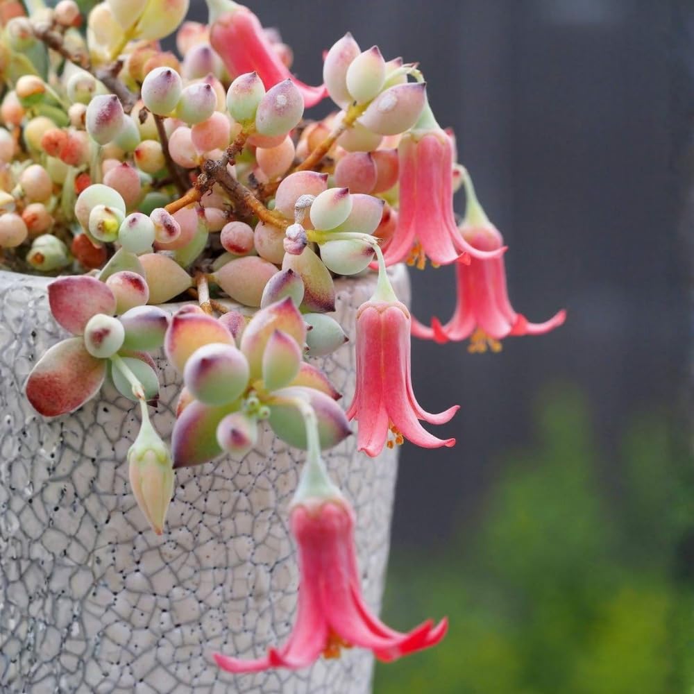 Cotyledon Pendens Succulent Plant Live – 6 Inc Pot | Indoor Trailing Houseplant | Well Rooted Easy to Care