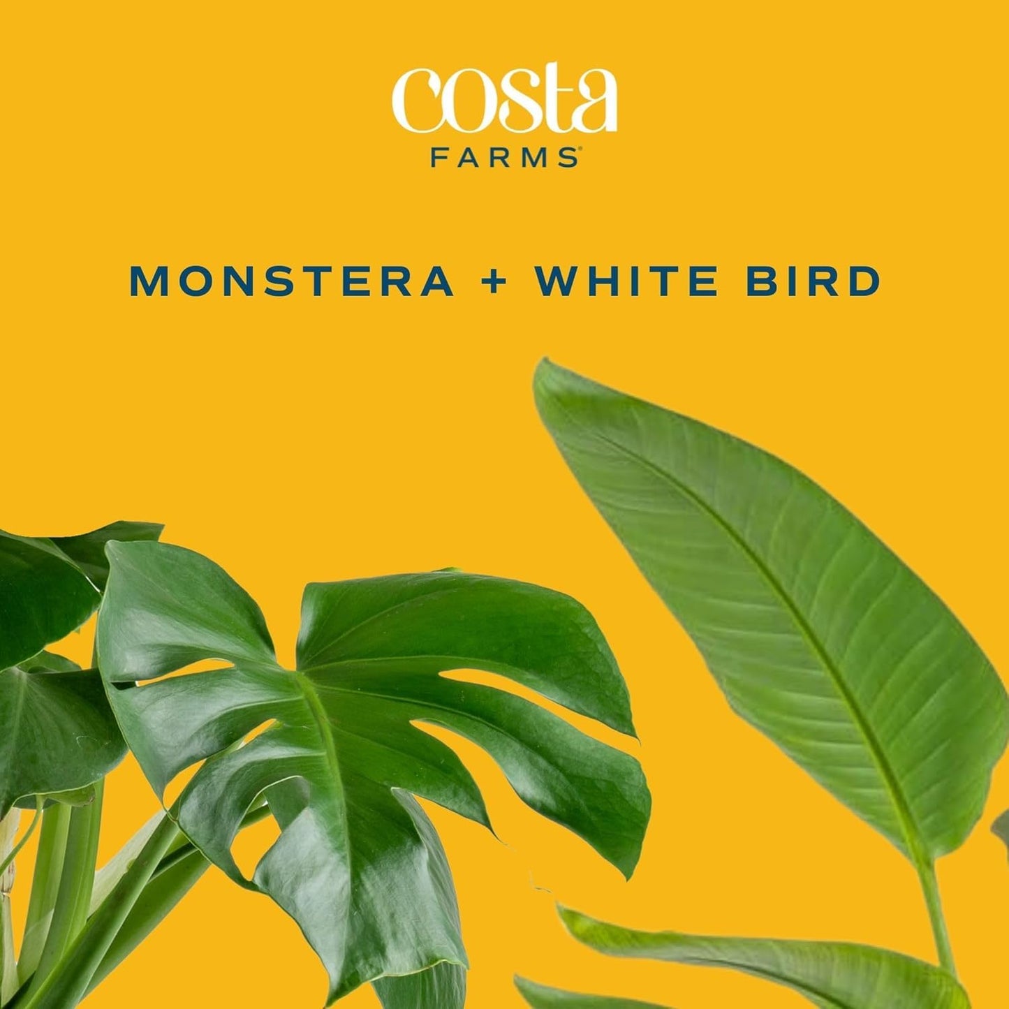 Costa Farms White Bird of Paradise & Money Tree Live Plants in Decorative Pots, Large Indoor Houseplants, Home, Room, or Office Decor, House Warming or Birthday Gift, 3-4 Feet, Pack of 2