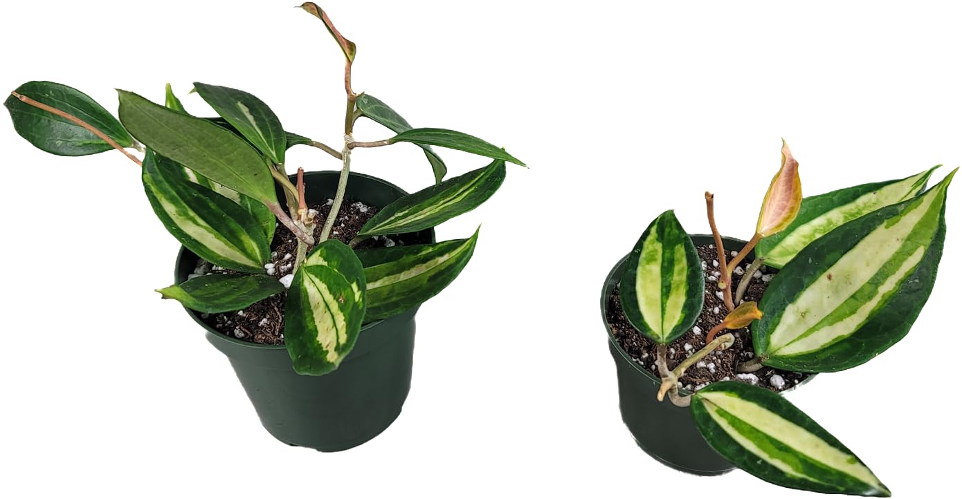 Hoya Pot of Gold - Inner Variegated Hoya Latifolia FKA Macrophylla Inner Variegated - Available in 3.5", 4.5" Pot & 6" Pot - Hoya Plants Live Houseplants (1 Small Plant, 3.5" Pot)