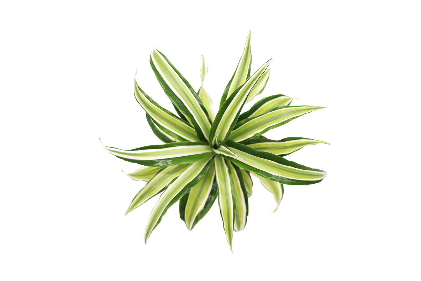 Dracaena Lime Dragon Malika- 4'' from California Tropicals