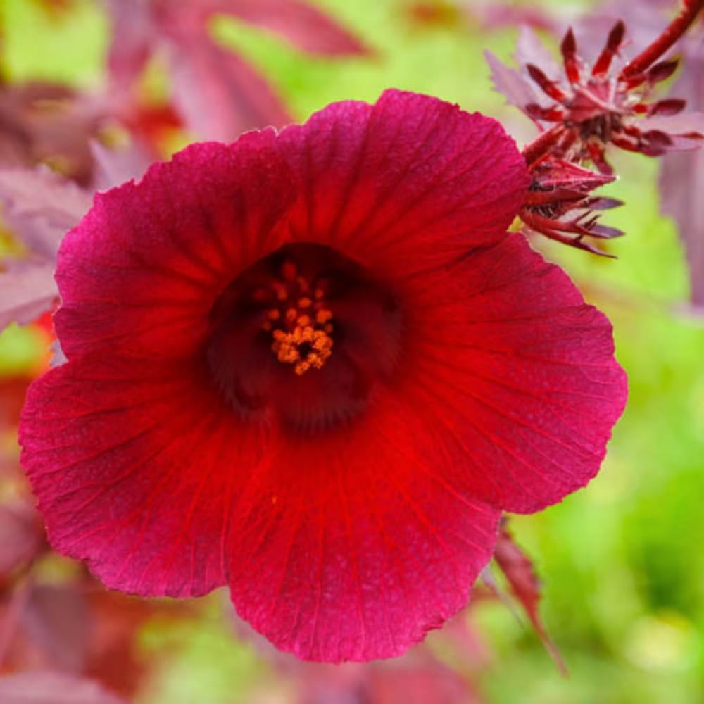 2 Cranberry Hibiscus Plants Live, 4-7 Inches Tall, Edible Foliage Plant, Red Burgundy Hibiscus Flowers