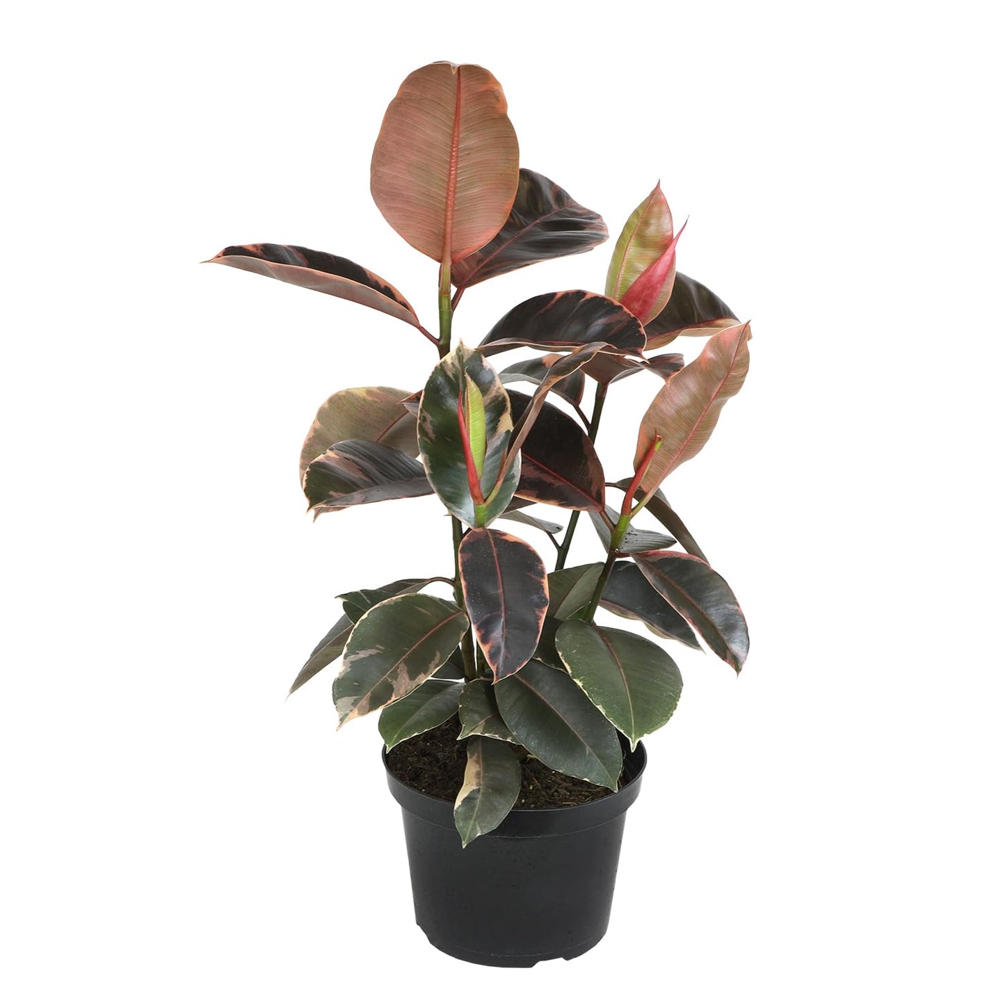 Live Ficus Tineke, Ficus Free Plant, Variegated Indoor Houseplant in 8 in. Grower Pot by Plants for Pets