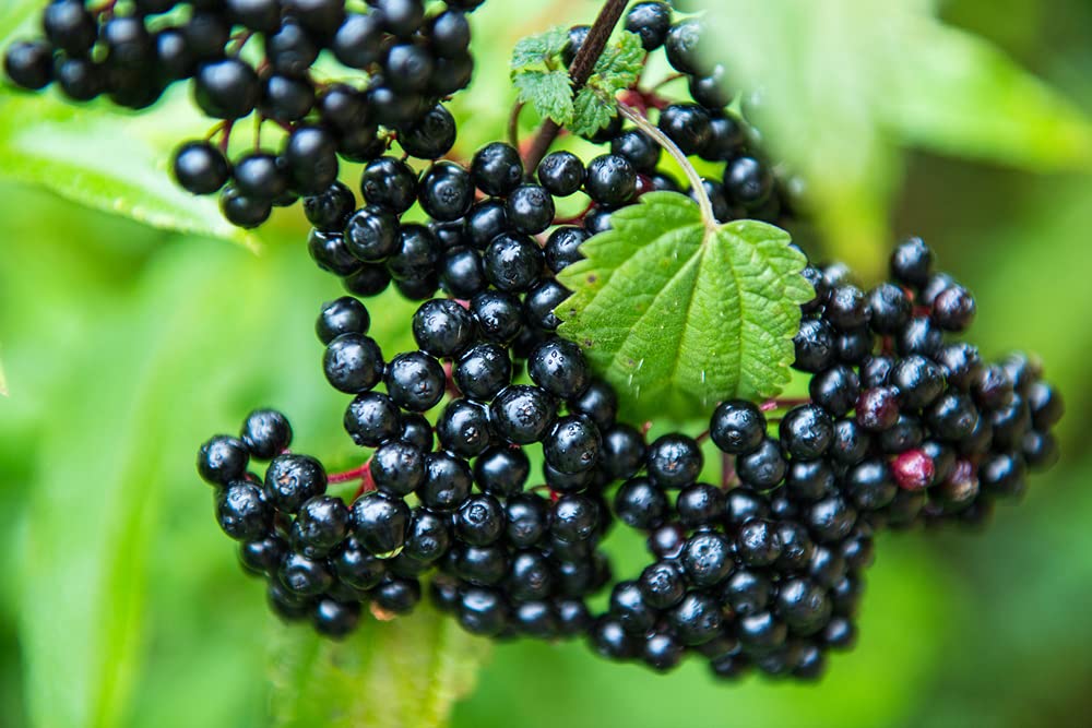 2 Fresh Black Bearing Elderberry Cuttings to Grow - Grow 2 Elderberry Plants