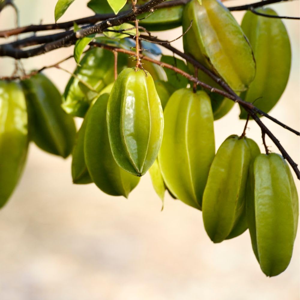 Starfruit Tree Live Plant 3 Gallon 2 to 3 Feet Tall, Live Sweet Tropical Starfruit Fruit Tree for Garden, No Ship to CA
