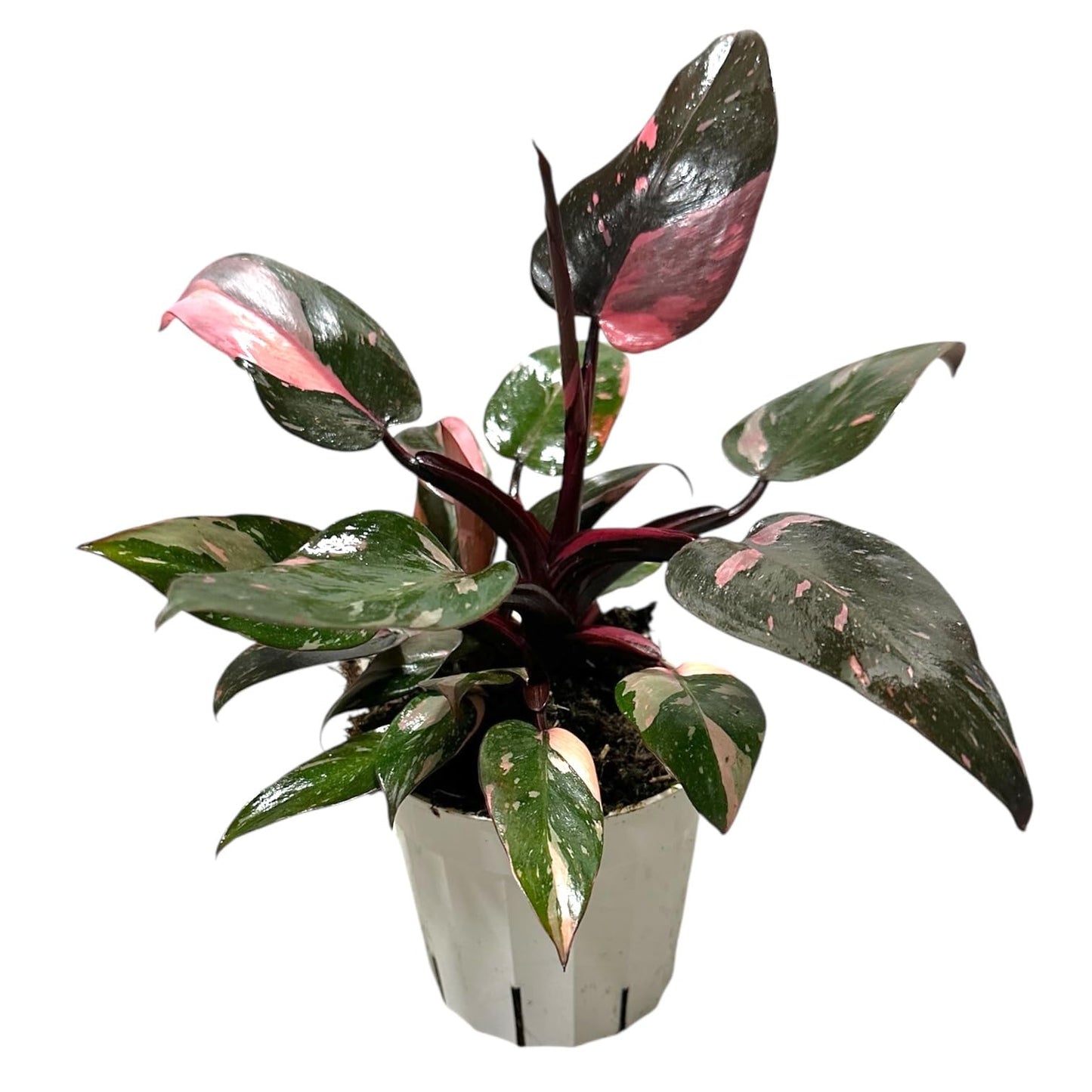 Hopewind Plnats Shop - Philodendron Live Plant, Air Purifying, Easy Care, Easy to Grow, Rare Variety, Live Indoor Plant, 4 inch Pot (Philodendron Pink Princess)