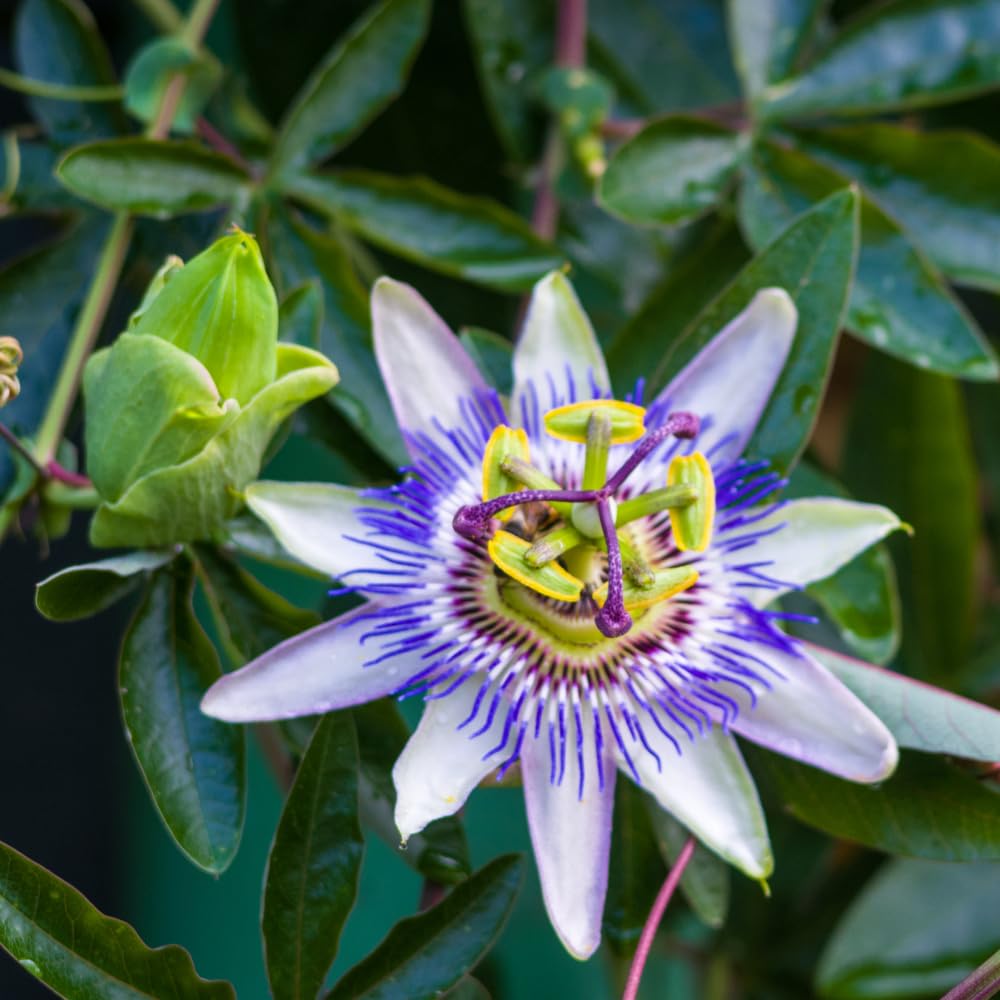 Set 2 Blue Passion Flower Vine Plants - Live Passion Flowers Plants for Outdoor Garden, 4 to 8 Inch Tall Size, Fragrant Flowers, No Pot