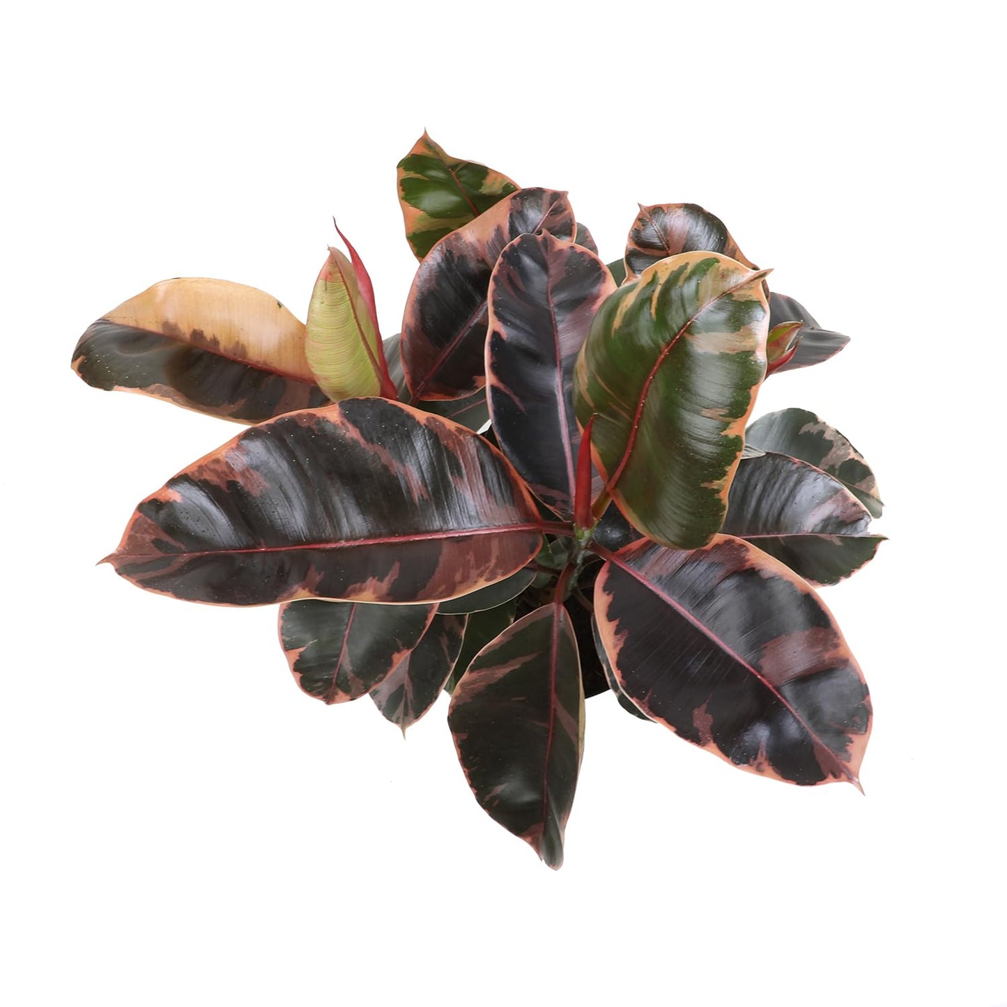 Live Ficus Tineke, Ficus Free Plant, Variegated Indoor Houseplant in 8 in. Grower Pot by Plants for Pets