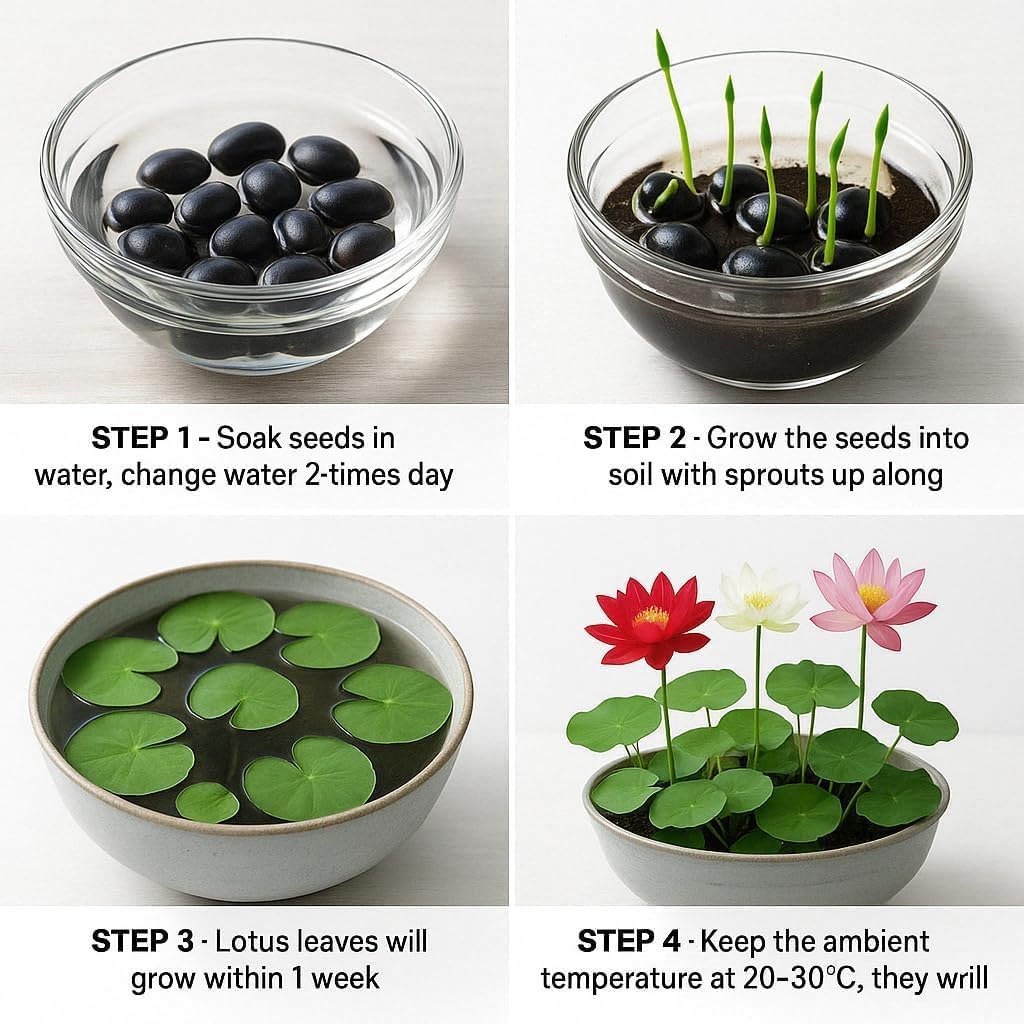300pcs Lotus Seeds for Planting - 15 Unique Varieties Bonsai Bowl Lotus Seeds, Includes Detailed Planting Guide, Perfect for Ponds, Water Gardens & Gifts, High Germination, Easy to Grow