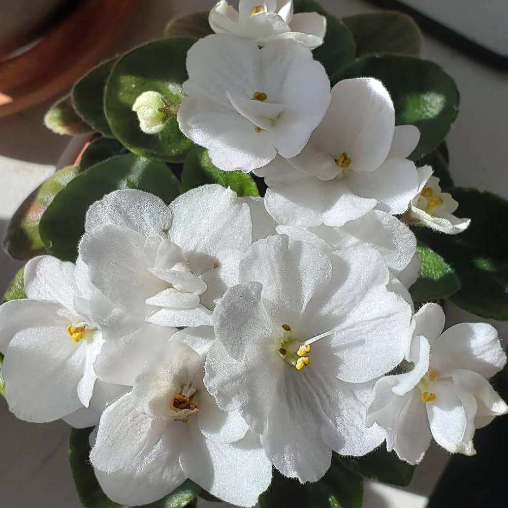 African Violet Live Plant in 4 Inch Pot, Flowering Houseplant, Easy Care Indoor Plant with Vibrant Blooms (White African Violet)