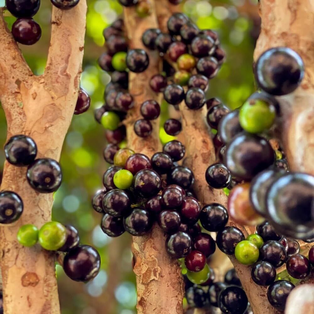 Jaboticaba Fruit Tree Live Plant, Large Size 1 Feet Tall, Jabuticaba Plant Live Great for Home Garden