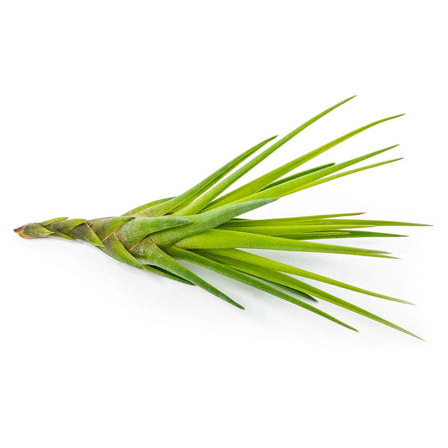 Tillandsia Air Plants Live Indoor Plants (100 Pack), Air Plants Bulk Party Favors or Wedding Favors Live Plants, Air Plant Lover Gifts, DIY Terrarium Kit, Air Succulents Plants Live by Plants for Pets