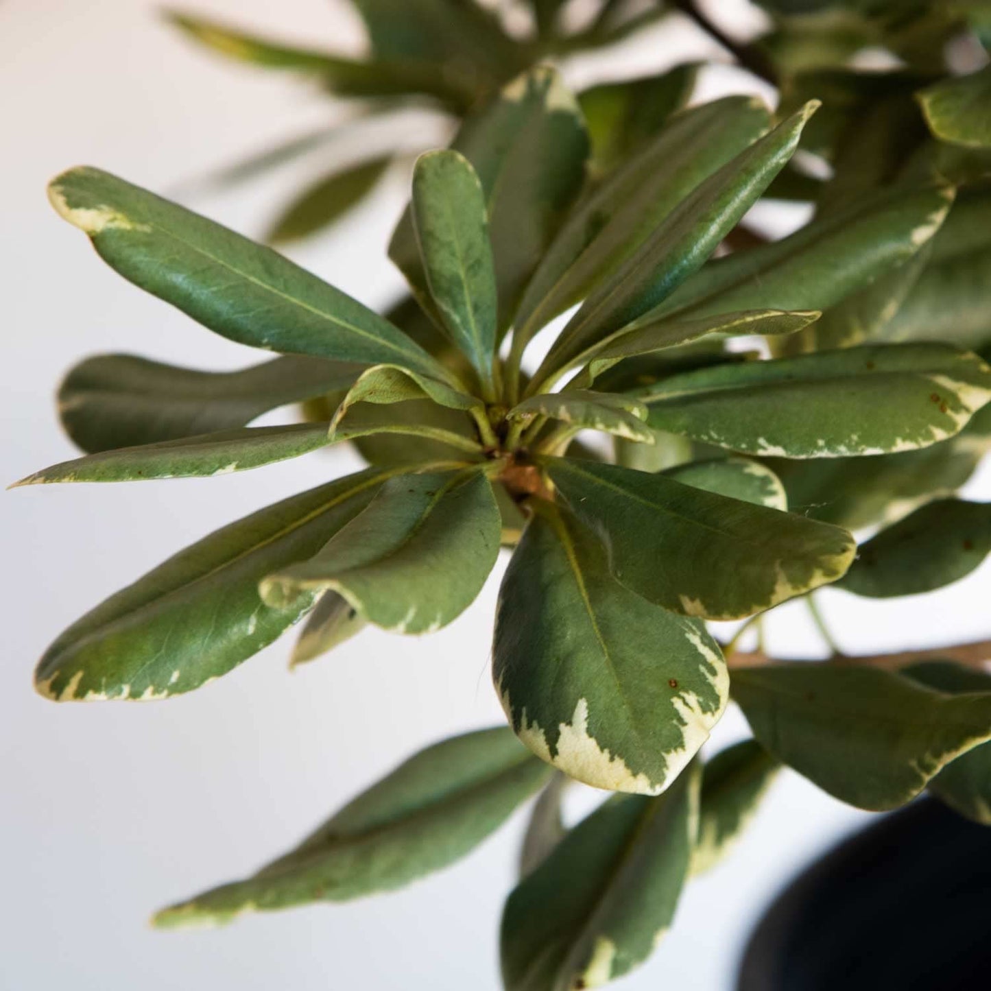 Variegated Pittosporum 'Japanese Mock Orange' (2.5 Gallon) Evergreen Shrub with Green and Cream-White Foliage - Part Sun Live Outdoor Plant