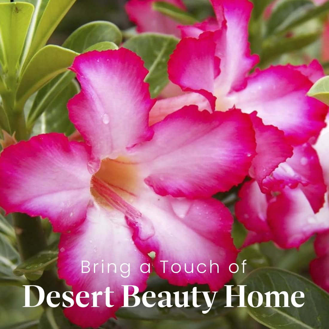 American Plant Exchange Live Single Bloom Desert Rose Plant, Indoor Plant with Pink Flowers, Plant Pot for Home and Garden Decor, 5" Pot