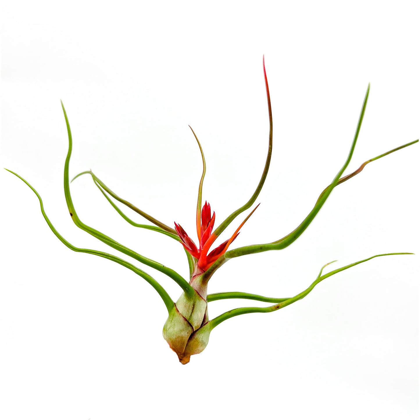 ragnaroc Air Plants - Flowering Tillandsia Bulbosa Belize, Giant 7-9" - 2ct - Live Arrival Guaranteed - House Plants for Home Decor & Gift