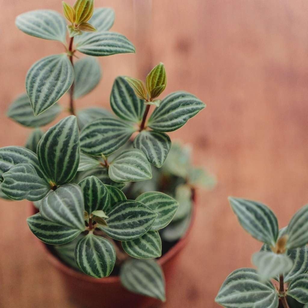 Peperomia 'Parallel' | Live Plant for Indoor & Outdoor | for Living Room, Office, Bathroom | (4" Pot)