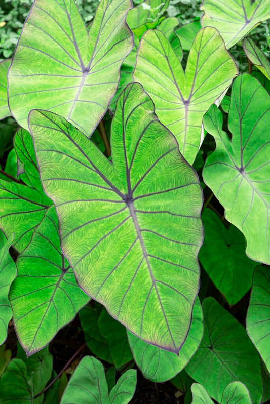Blue Hawaii Elephant Ear Bulbs for Planting - Grow Stunning Colocasia Esculenta (1 Bulb)