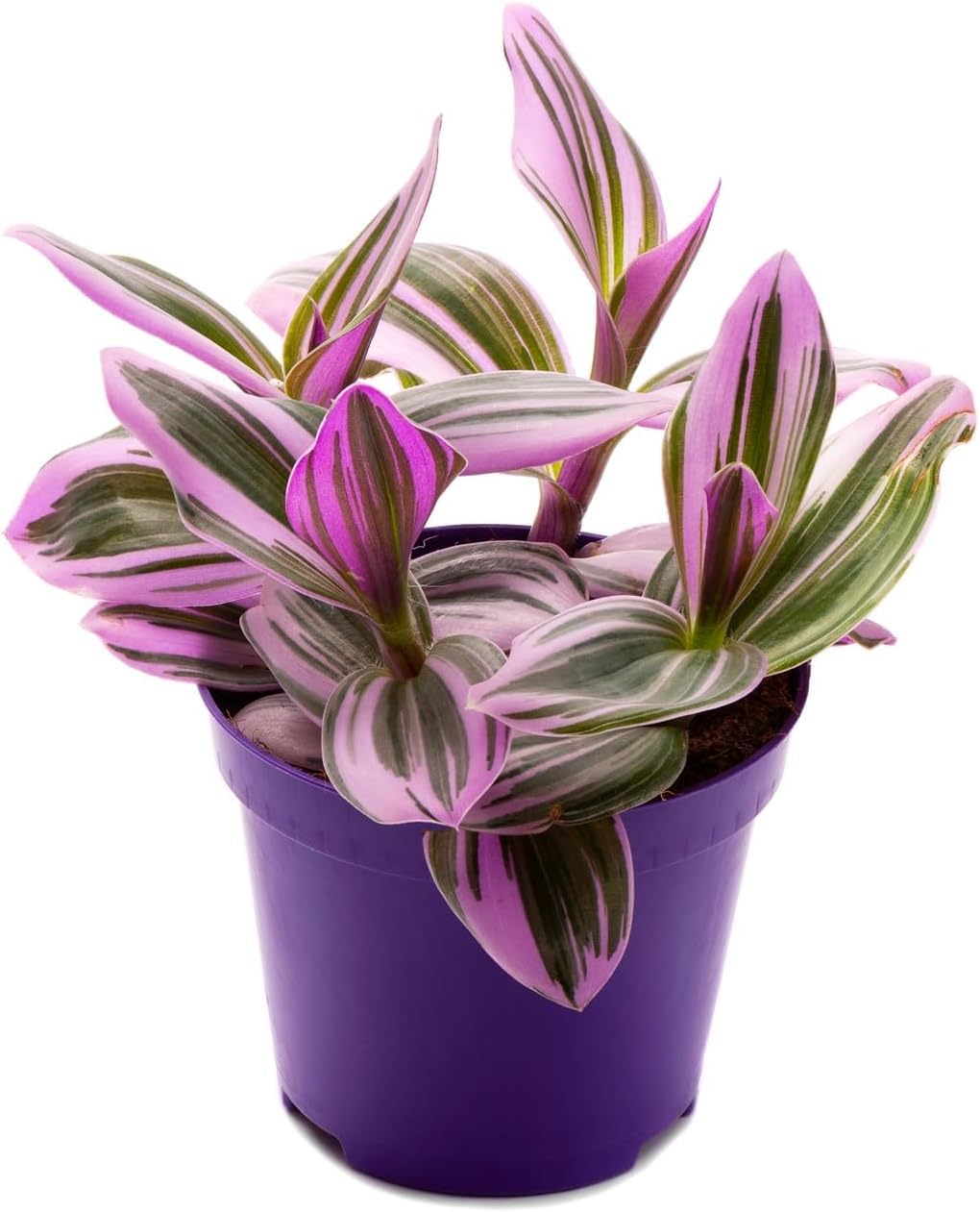 Nanouk Wandering Jew in 2 Inch Starter Pot - Variegated Wandering Jew, Pink and Green, Tiny Mini Pixie Plant