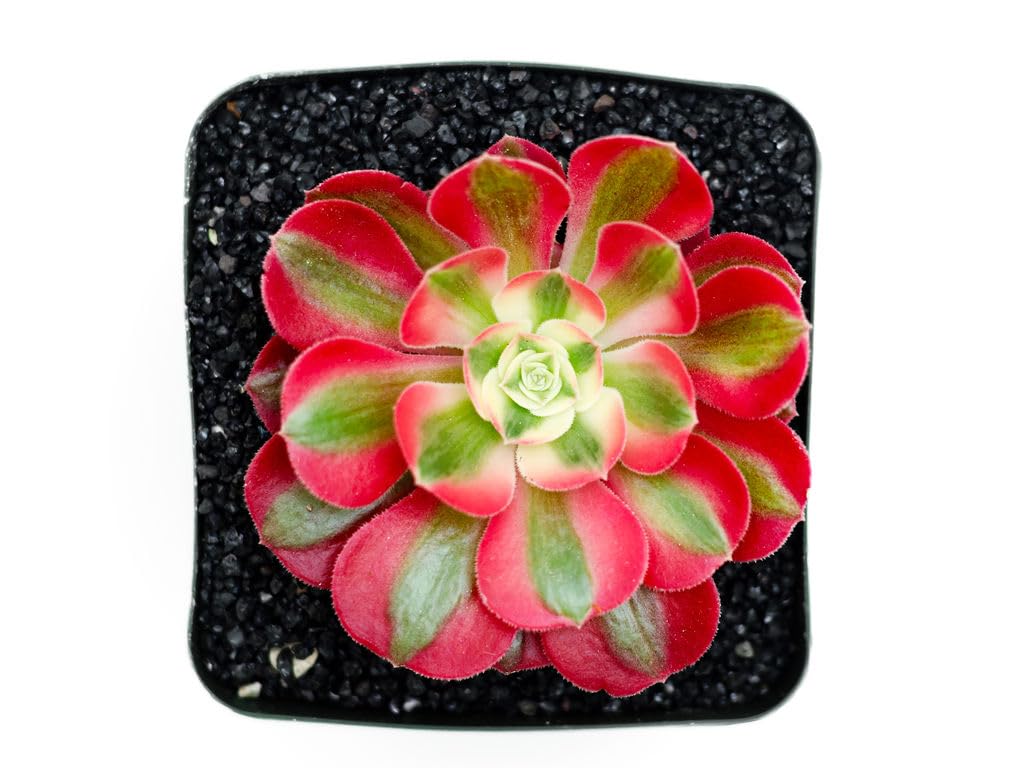 Grow Margo Aeonium Pink Witch Live Succulent (4" Plant Pot), Succulents Plants Live, Succulent Plants Fully Rooted, Rare House Plant for Home Office Decoration, DIY Projects, Party Favor Gift