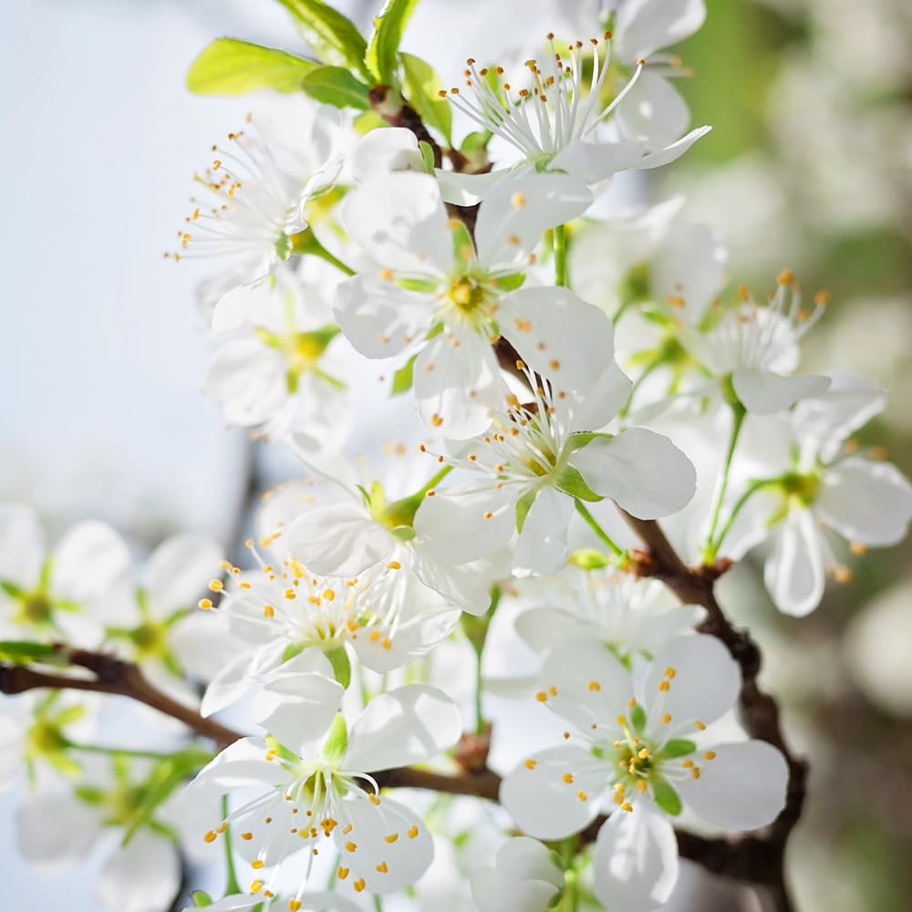 Green Gage Plum Tree, Sweet, Flavorful Plum with Green Skin and Mild, Honey-Like Flesh, 3-4 ft Tree Height, 7 gal. Grower Pot (Due to Agricultural Laws, we are Unable to Ship to CA, AZ, AK, or HI)