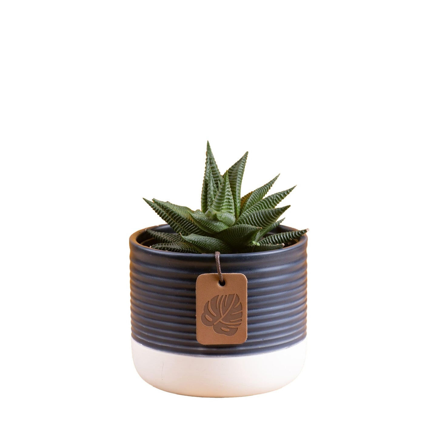Costa Farms Haworthia, Succulent Live Plant in Decorative Pot, Easy to Maintain Succulent Indoor Houseplant, Home, Room, or Office Decor, House Warming or Birthday Gift, 4-6 Inches Tall