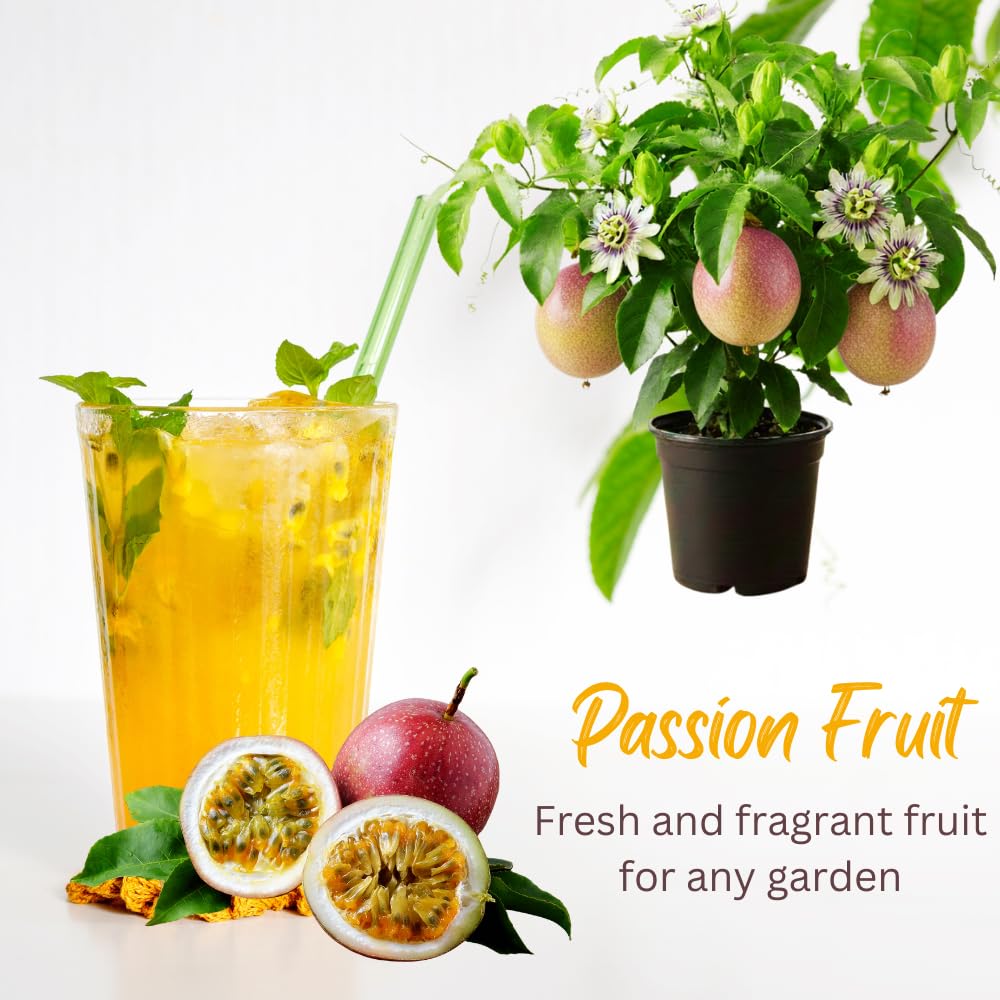 Sweet Passion Fruit Plant Live, Fragrant Passion Fruit Tree Live Plant, Edible Fruit Bearing Vine, Perennial Tropical Plant for Outdoor Gardening, 4-6 Inches Tall