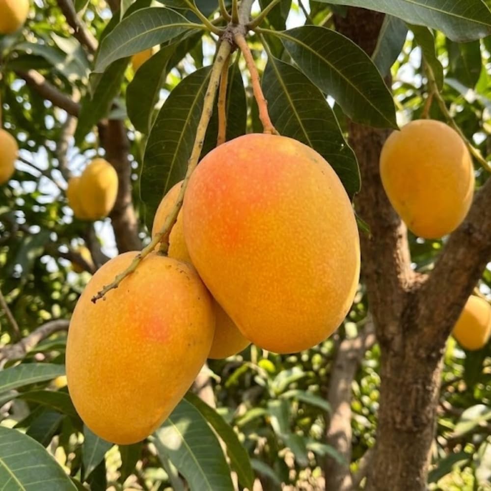Bright Yellow Mango Live Plant from 2-2.5 Feet Tall, Cold Hardy Mango Tree, Live Fruit Tree for Outdoor Gardening