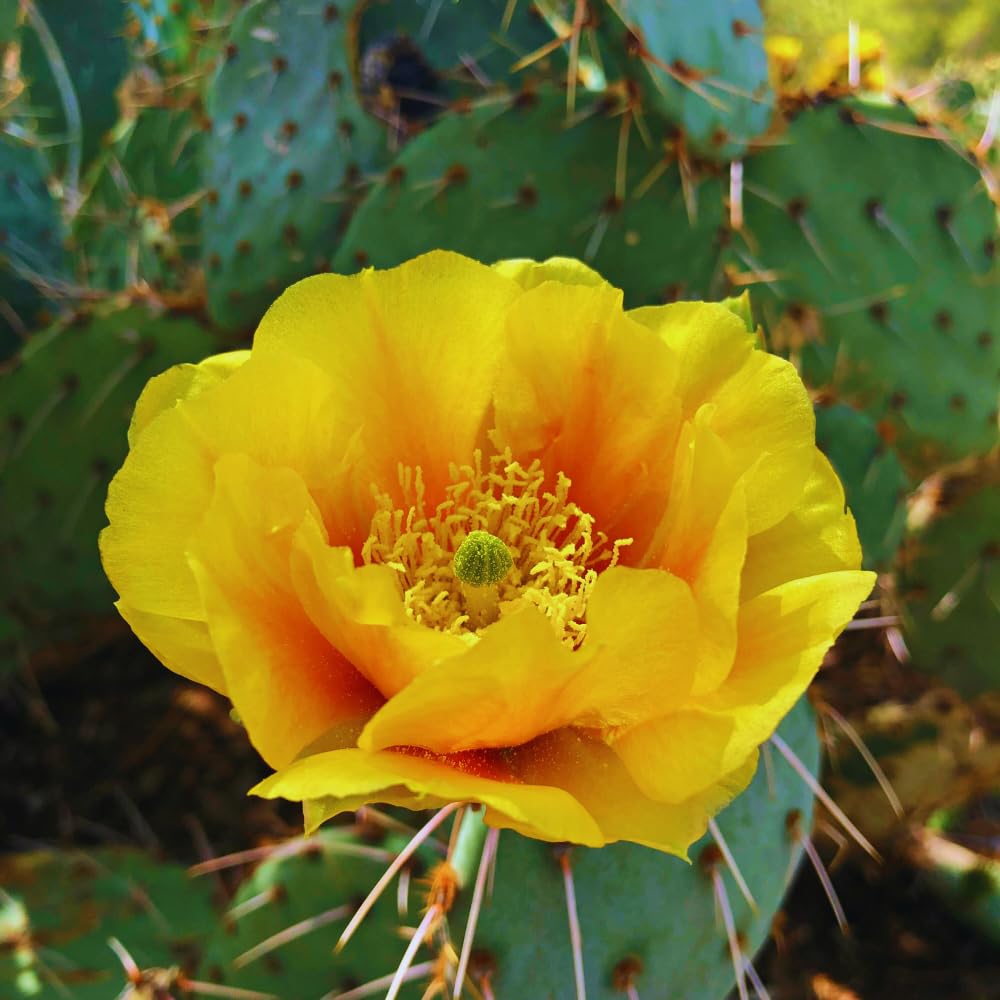 Prickly Pear Cactus Plant Live, Green Prickly Pear Cactus Live Plant Pot, 4 Inch Tall, Hardy Succulent Cactus for Indoor or Outdoor Garden, Easy Care Plant