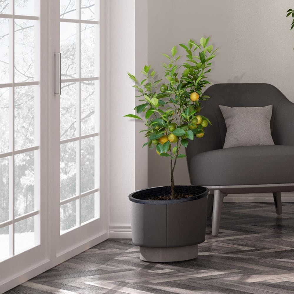 Brighter Blooms - Meyer Lemon Tree, 1-2 ft. - No Shipping to AK, AL, AZ, CA, FL, GA, HI, LA, MS, OR, TX