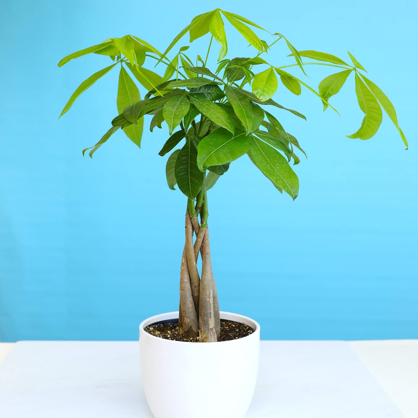 Live Money Tree Houseplant in 6" Grower Pot, Air Purifying Pet Friendly Plant, Easy Care for Beginners, Pachira Aquatica, Bonsai & Feng Shui Houseplants by Plants for Pets