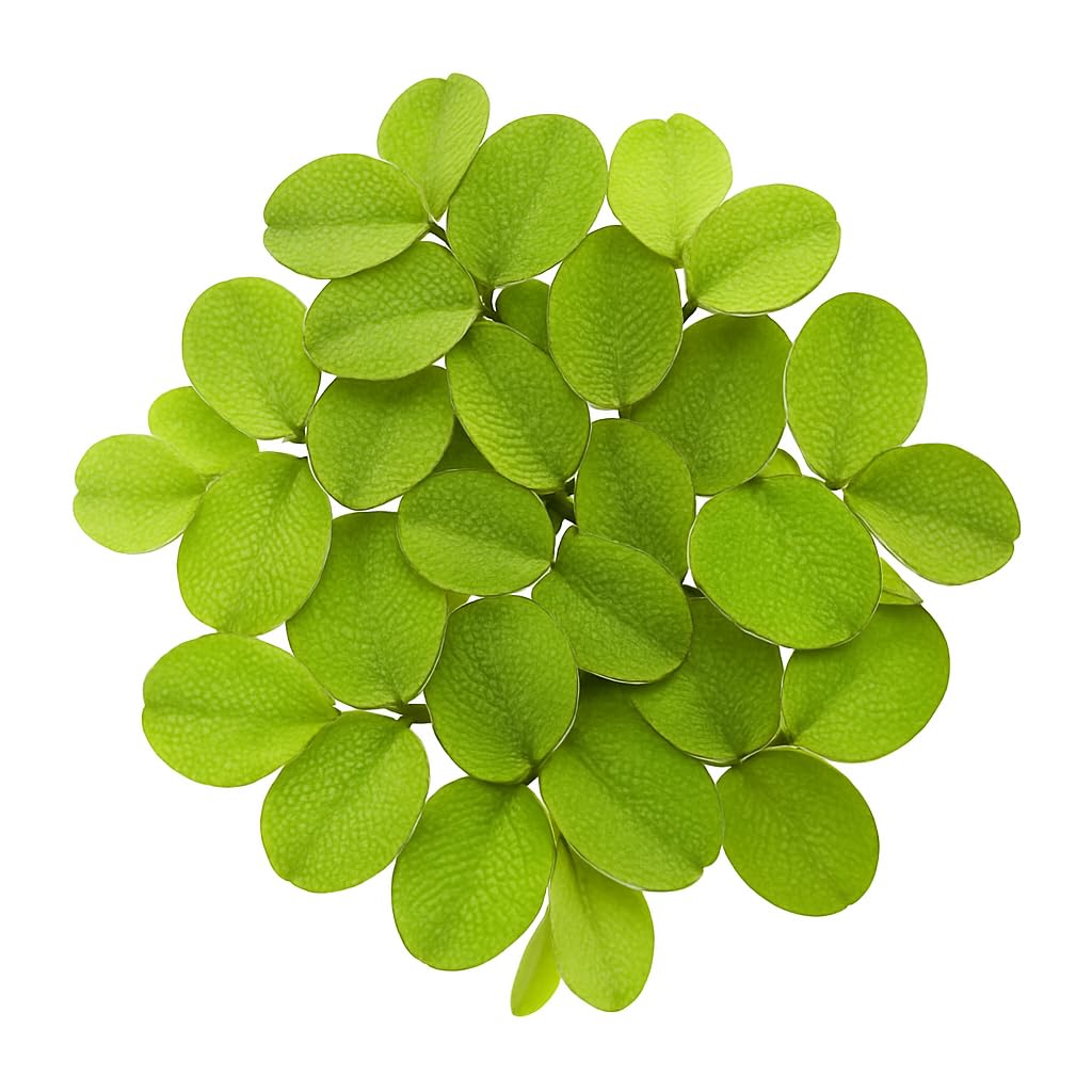 Salvinia Minima 50 + Leaves Live Floating Pond Aquarium Plant Freshwater Tanks Ponds Aquascapes Water Gardens Natural Water Filtration Purifier Easy Care Fast Growing Natural Shade Cover Betta Shrimp