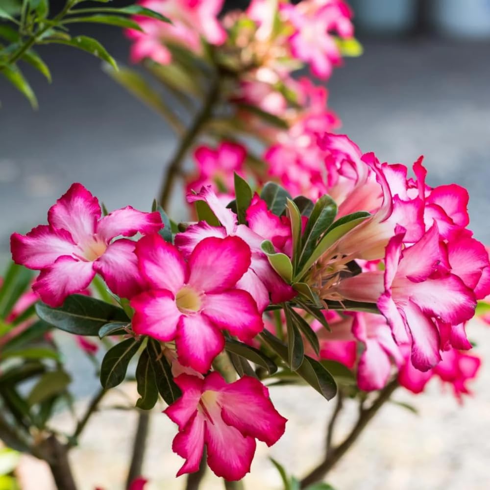Desert Rose Plant Live, Adenium Bushes Well Rooted, Adenium Obesum Flowers Plant for Indoor Outdoor Garden, Flowering Succulent, 4-6 Inches Tall, No Pot (Pink)