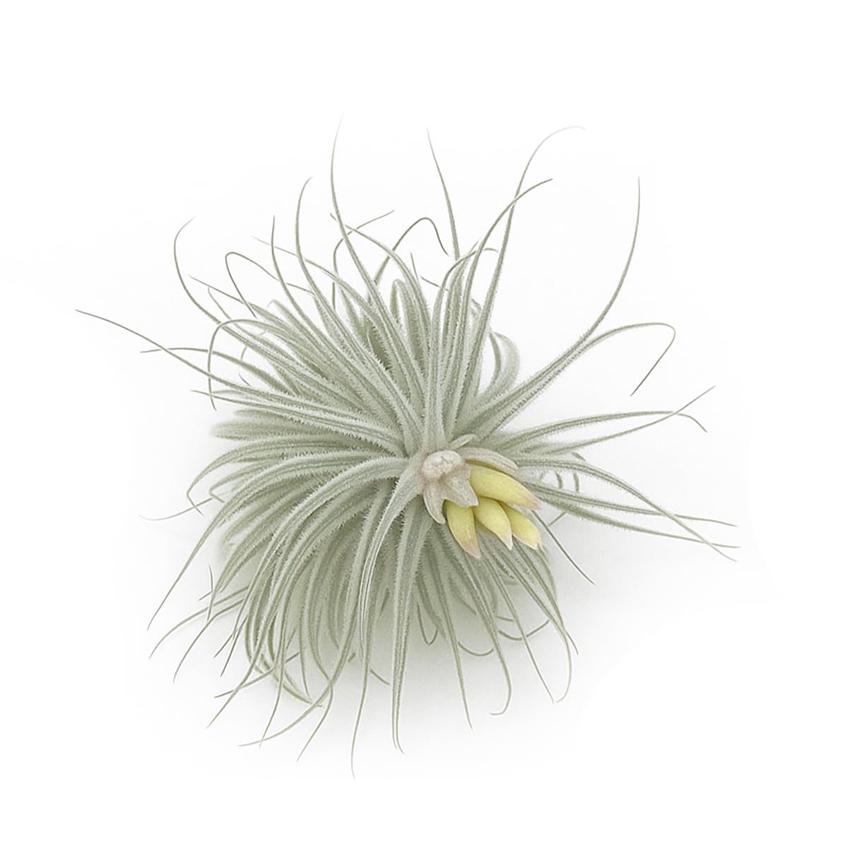 ragnaroc Live air Plant - Tillandsia Tectorum Air Plant 4-6" – 2ct – Unique Shape with Silvery Fuzz – Low Maintenance Houseplant – Perfect for Decor, Terrariums, Gifts - Live Arrival Guaranteed