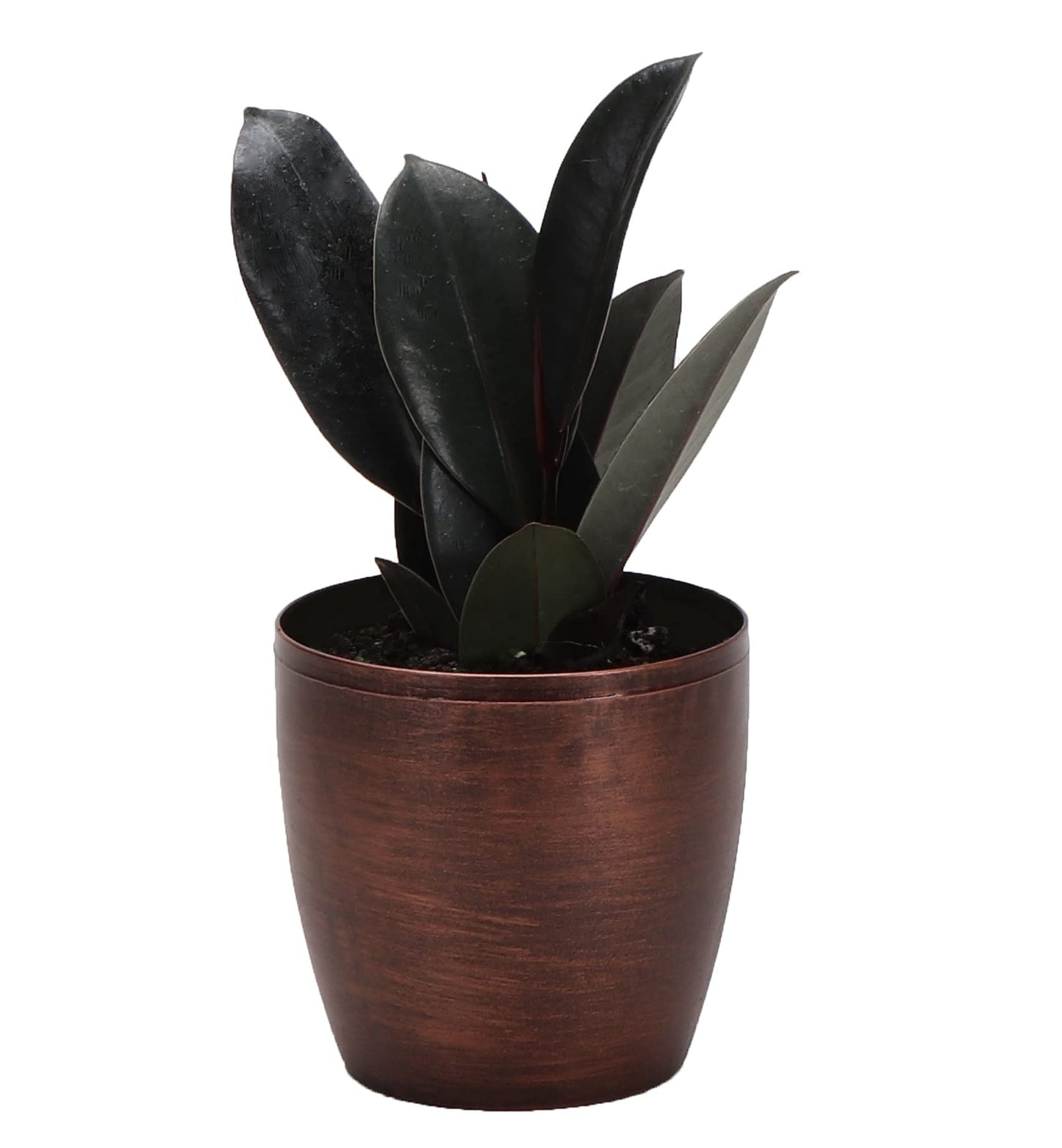 Thorsen's Greenhouse Ficus elastica, Live Indoor Plant, Rare Variety, Natural Air Purifier, Burgundy Rubber Plant, 4-Inch Diameter Pot (Copper)