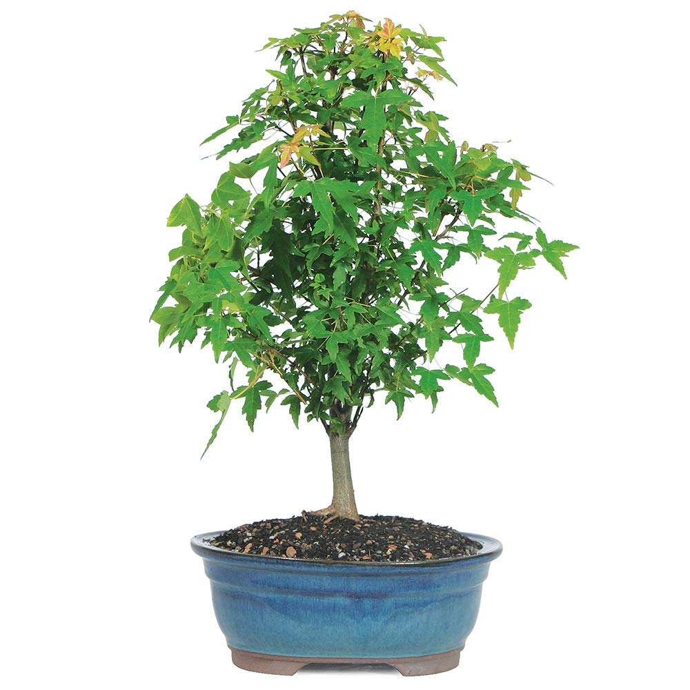 Brussel's Bonsai - Live Trident Maple Bonsai Tree in Decorative Container, Outdoor Bonsai Tree Live Plant, 5 Years Old, 8-12 Inches Tall, Easy Care Bonsai for Patio Garden (Medium)