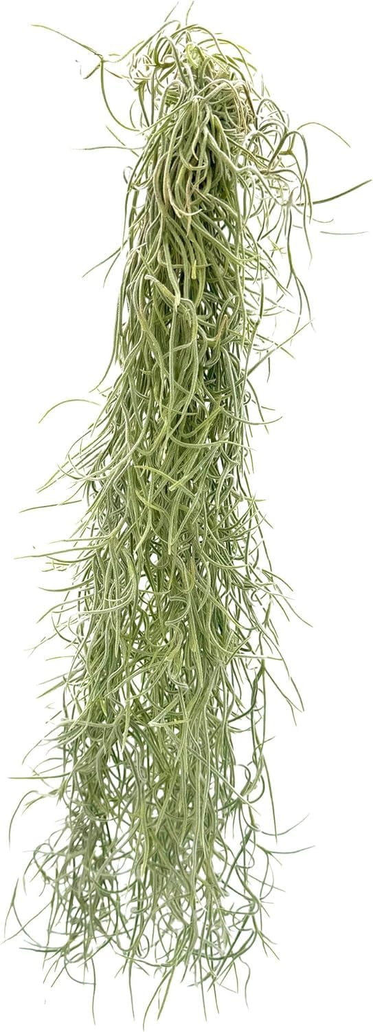 ragnaroc Tillandsia Usneoides ‘Thick-Colombian Spanish Moss’ - ragnaroc Indoor Tropical Plant 16” / 1 oz - Live Arrival Guaranteed - Live Air Plant & House Plants for Home Decor & Gift